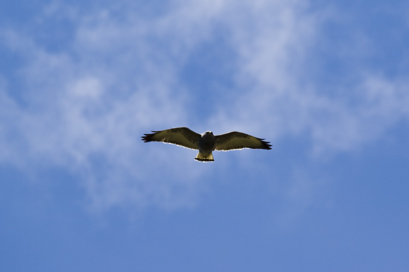 Puna Hawk In Flight